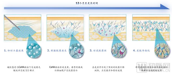 【首发】聚焦差异化医美抗衰需求璞聚生物完成幂方健康基金独家A轮融资(图3)