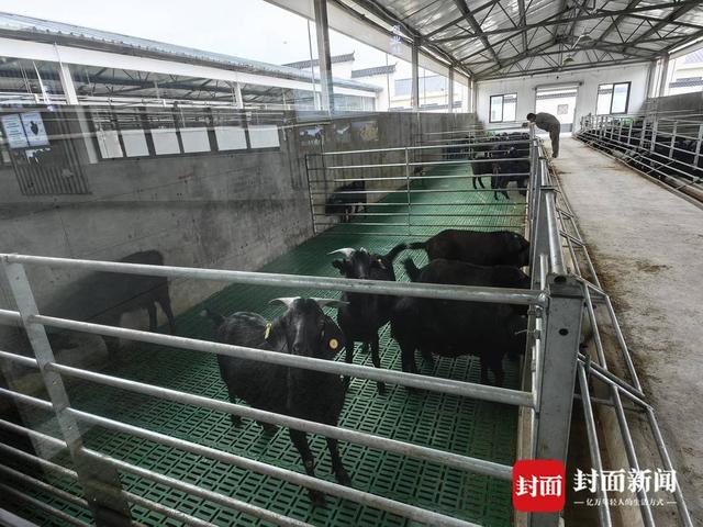 “一碗羊肉汤”吃出大产业四川威远从“羊圈到餐桌”全产业链集中发力(图4)